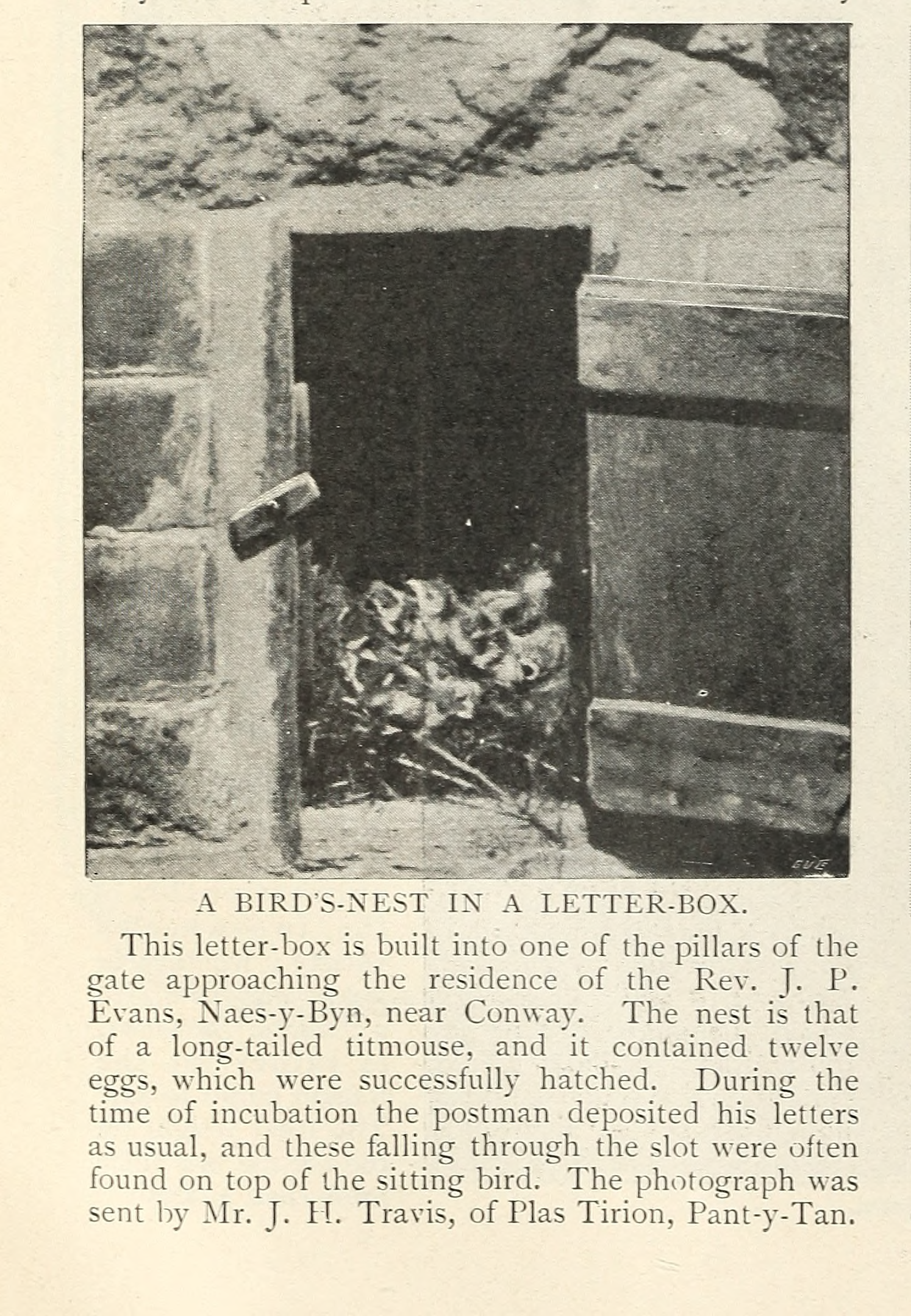bird-box